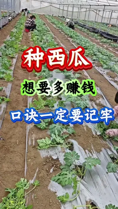 西瓜种植 种西瓜想要多赚钱口诀一定要记牢#西瓜种植#西瓜管理#种西瓜#西瓜高产
