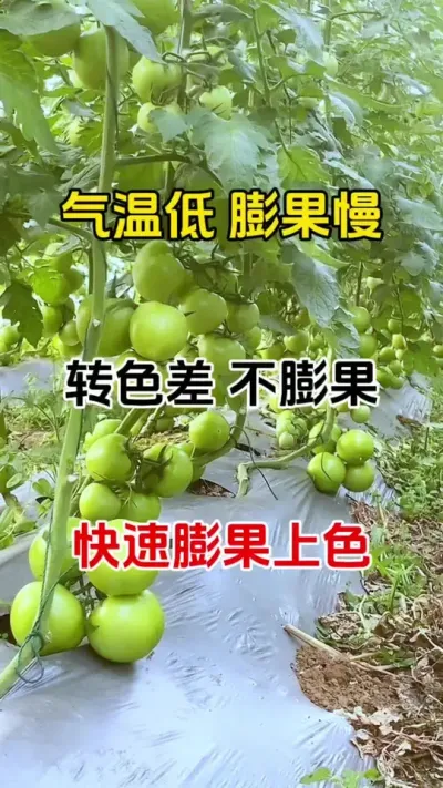 如果您正在烦恼，果实小，长不大个，转色慢，冬季又不能多浇水，用它兑水喷一喷，三天果实大一圈七天果实重一倍#果实膨大秘方 #膨果增甜 #膨果上色增甜