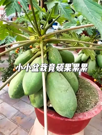 不可思议！小小盆栽竟能硕果累累，揭秘木瓜矮化技术 #种植小技巧 #园艺小妙招 #木瓜矮化技术 #田园生活 #三农