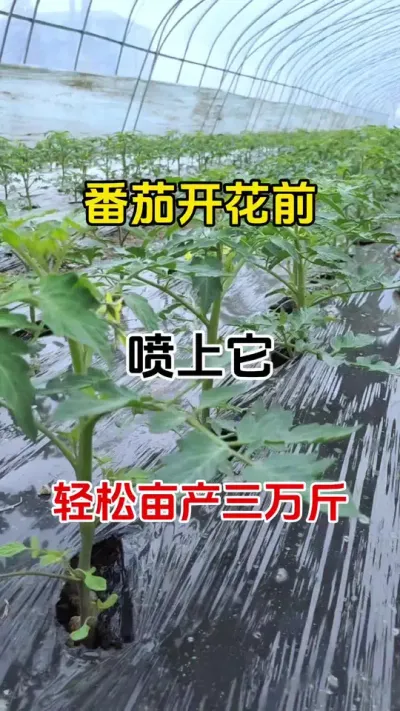 番茄开花前，喷上它，开花多，结果多，不落花和果#西红柿种植 #促花保果 #番茄种植