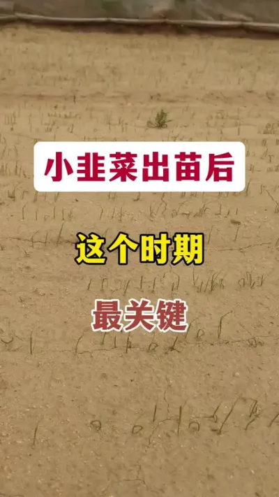 小韭菜出苗后，这个时期最关键。#韭菜种植 #韭菜管理 #种韭菜 #韭菜高产 #韭菜出苗后管理