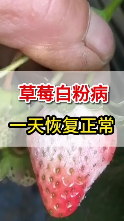 草莓白粉病，一瓶全搞定#三农#草莓种植