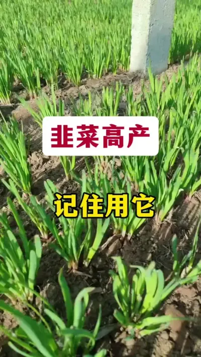 韭菜高产记住用它。#韭菜种植 #韭菜管理 #韭菜种植方法 #韭菜高产 #韭菜施什么肥根粗