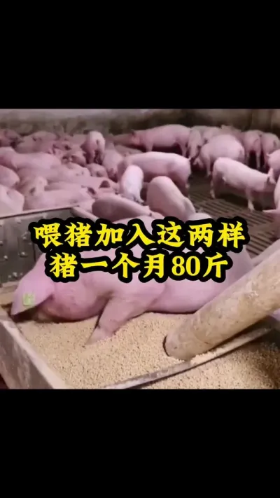 #所有养猪人 #养猪人 #养猪人加油干 #养猪人不容易 #三农