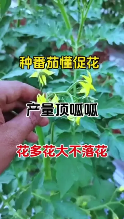 想要作物花开繁茂，开花多结果多，把药时加上它#花多果多 #促花保果 #果树保花保果专用药