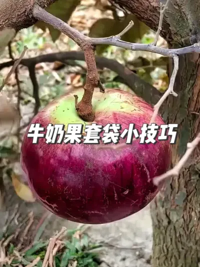 牛奶果套袋有讲究，这样做果实才能又大又甜 #种植小技巧  #我的三农生活  #果树套袋 #抖音知识年终大赏