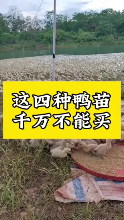 这四种鸭苗，千万不能买#养鸭人 #养鸭技术 #养鸭小妙招 #养鸭流程 #养鸭技术