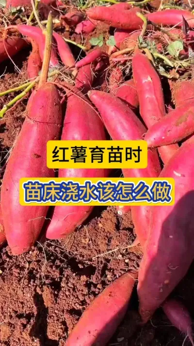 红薯育苗时，水份管理该怎么做？浇水时这些要注意！#红薯育苗 #红薯育苗水份管理 #农业知识 #农技知识分享 #知识分享