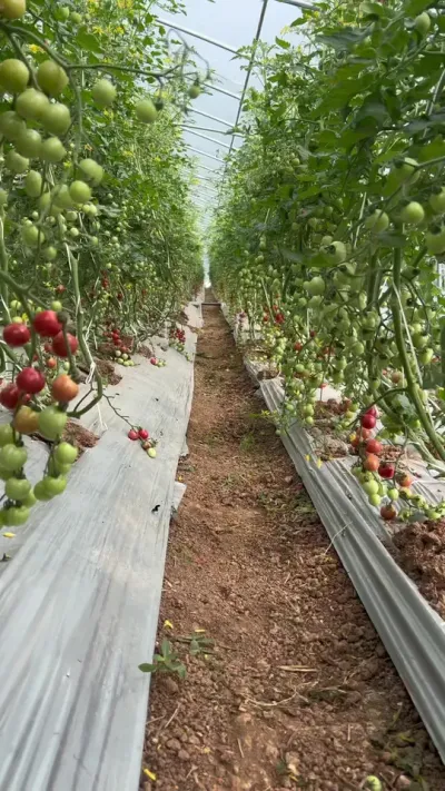你们看辣椒地瓜看烦了，给你们看看我们在重庆第一年种的小番茄！第一年我的要求不高，有这样我心满意足了！#小番茄 #水果西红柿 #返乡创业新农人