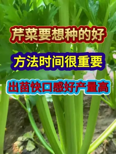 芹菜要想种的好方法时间很重要出苗快口感好产量高 #芹菜种植 #农业种植 #三农 #种植小技巧 #分享农业知识帮农民增产增收