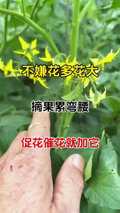 不嫌花多果多，摘果累弯腰，促花催花座果就用它#促花保果 #果树保花保果专用药 #番茄