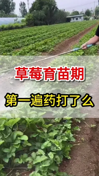 草莓育苗期第一遍药怎么打你知道么#农技推广 #育苗