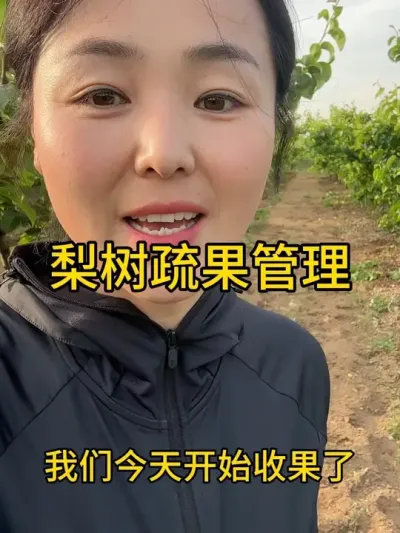 梨树疏果 #传播农业小知识 #分享农业知识帮农民增产增收 #农业植保知识分享 #果树管理技术 #自家果园
