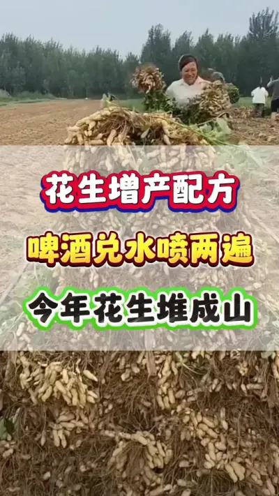 啤酒兑水喷两遍，今年花生堆成山！#花生种植  #花生高产  #花生种植管理技术  #增产增收