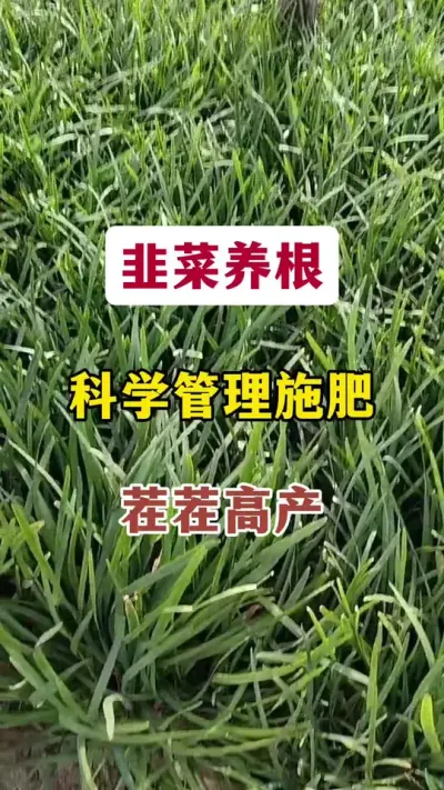 韭菜养根，科学管理施肥，茬茬高产。#韭菜施什么肥根粗 #韭菜种植 #韭菜养根 #韭菜高产 #韭菜管理