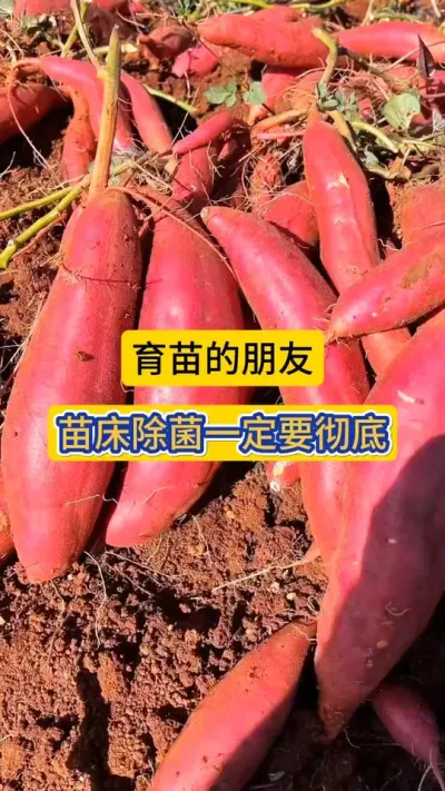育苗的朋友，苗床除菌一定要彻底！#红薯育苗 #红薯育苗除菌 #红薯种植 #苗床杀菌消毒 #农技知识分享