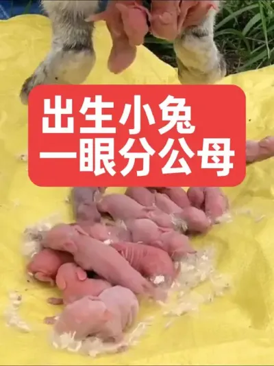 出生小兔，一眼分公母 #养兔 #三农#养殖#兔子#养兔人