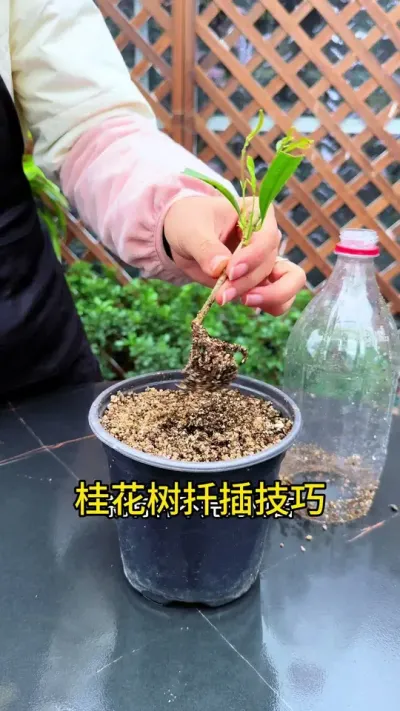 开春了，学会这样扦插，到了三四月就有种不完的桂花树苗 #种植小技巧 #桂花#扦插