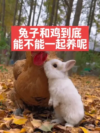 兔子和鸡到底能不能一起养呢？ #兔子#三农#养殖#养兔人 #兔子