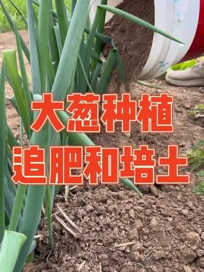 大葱种植，追肥和培土管理，过年刚好可以挖葱包饺子包子吃#大葱 #种植小技巧 #记录真实生活 #强迫症治愈系 #大葱种植技术
