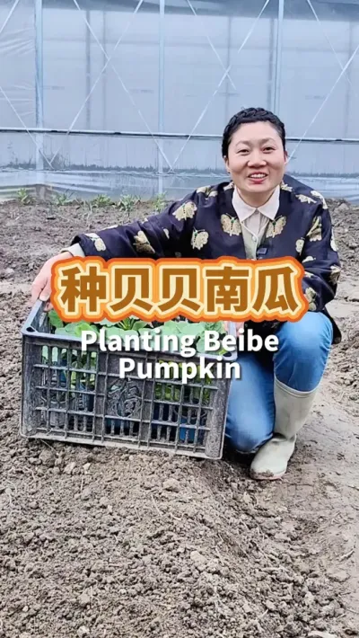种贝贝南瓜 孩子最爱吃贝贝南瓜，一定要早早种上，像板栗一样粉糯鲜香#我的小菜园 #种植小技巧 #贝贝南瓜种植技术 #我爱种菜 #有机种植