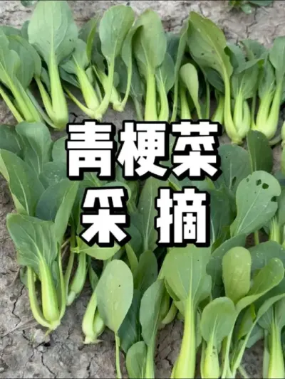 春天种小青菜多少可以吃 