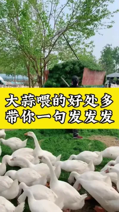 大蒜喂的好处多#科学养鹅 #禽病技术指导 #肉鹅 #养鹅技术分享