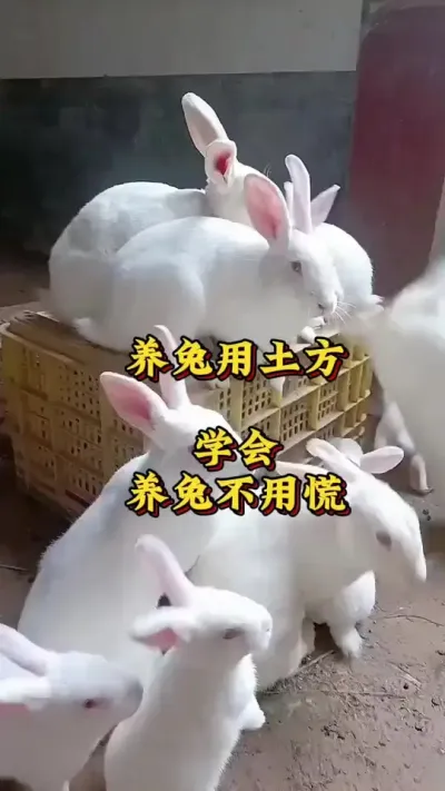 养兔用土方，学会养兔不用慌 #养兔  #肉兔养殖 #养兔人 #兔子养殖技术 #养兔子注意事项