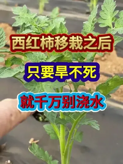 西红柿移栽之后只要旱不死就千万别浇水 #番茄种植 #西红柿种植 #农业种植 #农业种植技术 #三农