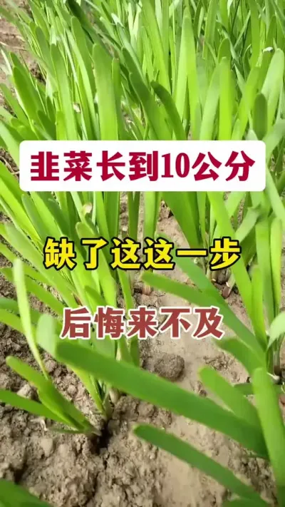 韭菜长到10公分，缺了这一步，后悔来不及。#韭菜施什么肥根粗 #韭菜种植 #韭菜高产 #韭菜管理 #种韭菜