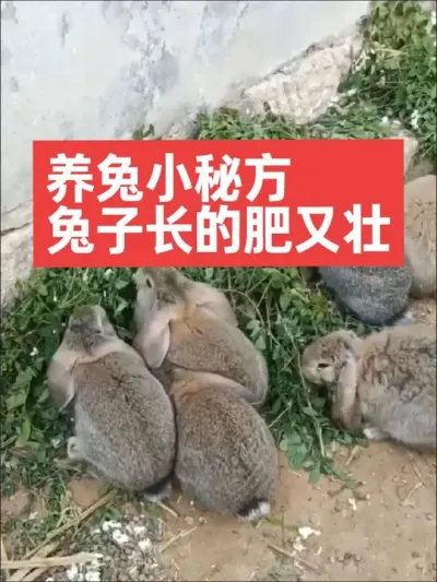 养兔小秘方，兔子长的肥又壮 #兔子#养兔子#养兔人#养殖#三农