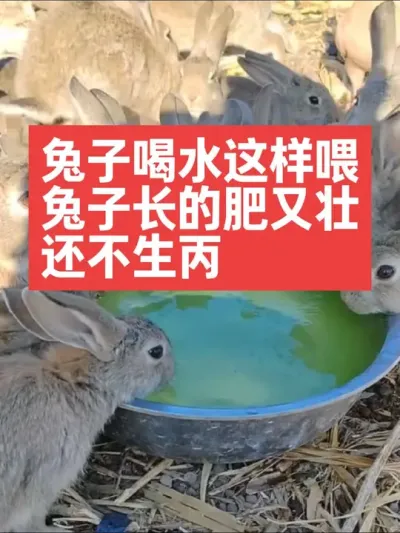 兔子喝水这样喂，长的又肥又壮，还不生丙 #三农#养殖#兔子#养兔子#养兔人