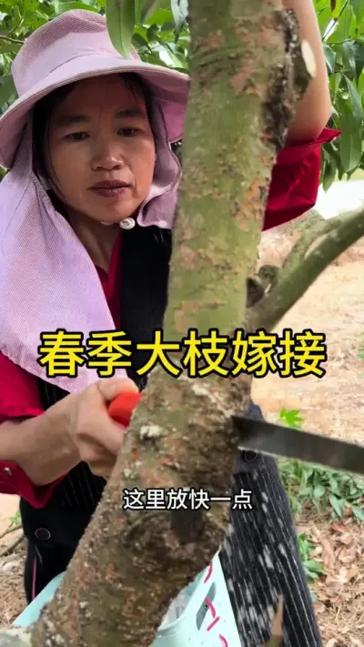 春季大枝嫁接#嫁接技术 #2024新农人计划 #dou来广东百千万 #青dou计划
