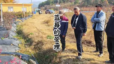 不同的品种，同时施肥，用对比来分析蓝莓需肥时间点！ #蓝莓种植 #蓝莓技术 #蓝莓施肥 #种果树的苏老师