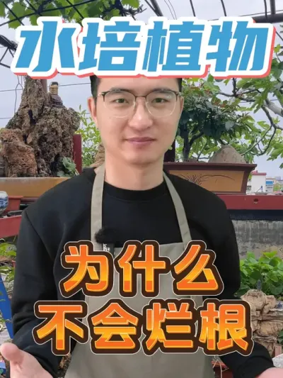 水培植物整天泡在水里，为什么不会烂根？ #养花  #水培植物  #烂根