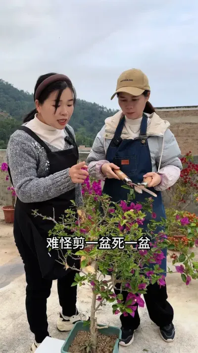 三角梅冬天修剪#三角梅 #修剪#养护小知识