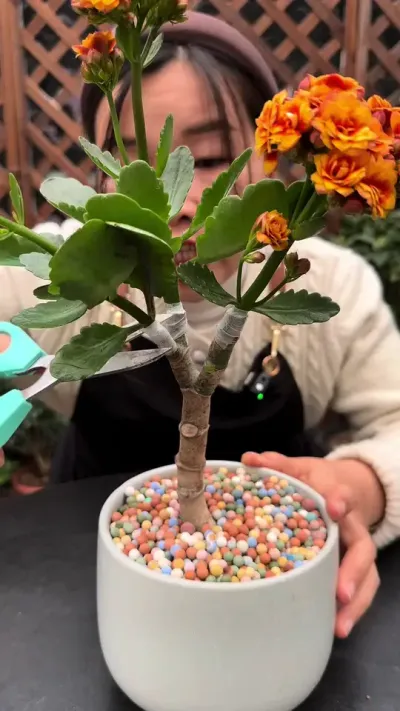今天跟大家分享，玉树无痕嫁接寿花#花卉绿植 #种植小技巧 #嫁接