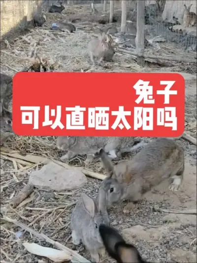兔子可以直晒太阳吗？ #兔子#养殖#三农#养兔子#养兔人