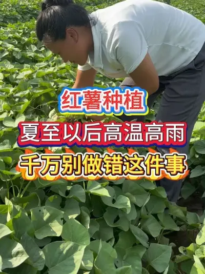 红薯高产管理 夏至后高温高湿，在红薯地里千万别做错这件事#红薯 #红薯种植 #红薯高产 #种植技术 #红薯大丰收
