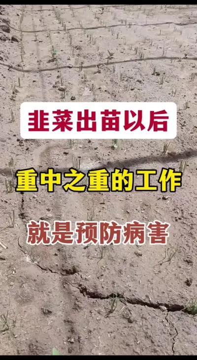 韭菜出苗以后，重中之重的工作就是预防病害。#韭菜管理#韭菜种植 #病虫害防治 #病害防治 #种韭菜