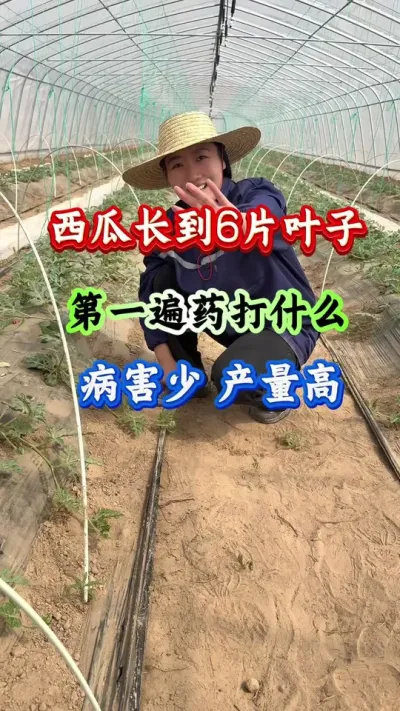 西瓜种植 西瓜长到6片叶子第一遍药打什么病害少产量高 #西瓜种植 #西瓜管理 #西瓜高产 #西瓜病害