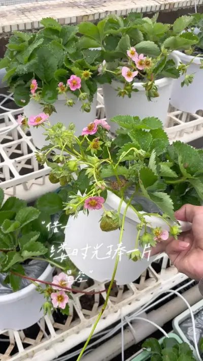 当细雨与红花草莓相遇 感谢世界、赠予我美好与热爱。#盆栽草莓 #记录我的种植生活 #种植小技巧 #阳台种植 #田园生活