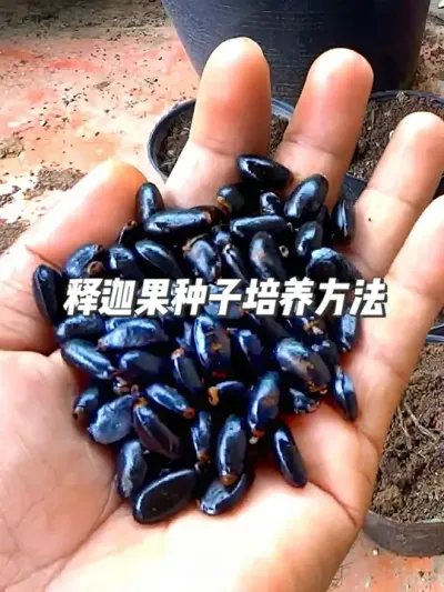 释迦果种子复苏！被遗忘半年的种子，如何重新焕发生机？ #种植小技巧 #园艺小妙招 #释迦果 #抖音知识年终大赏