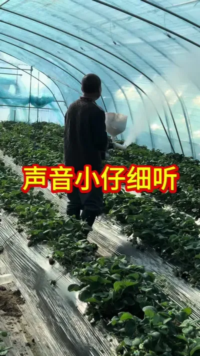 #草莓种植管理技术和方法 #关注我每天为你分享更多农业知识 #关注我每天分享种植知识 #草莓苗种苗 #草莓采摘园
