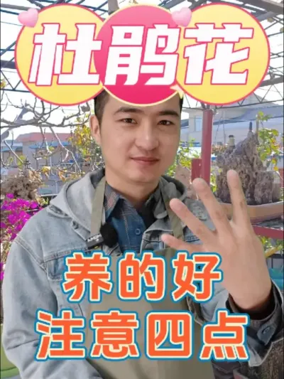 杜鹃花养的好，这四点一个都不能少! #养花 #杜鹃花 #硫酸亚铁