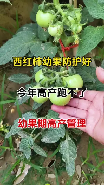 五月番茄管理关键期，这些要点别忽视#番茄种植 #抖音助农 #三农种植 #病害防治