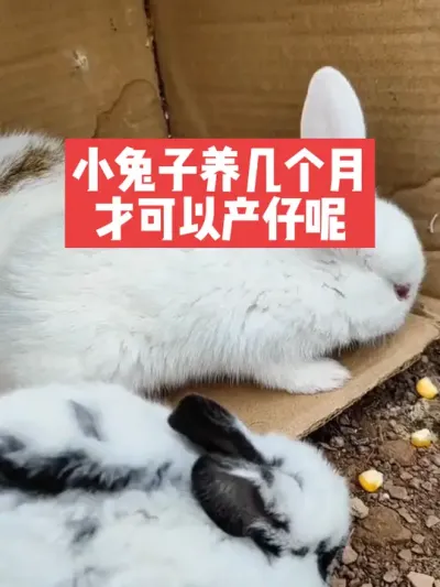 小兔子要养几个月才可以产仔，你知道吗？ #兔子#养殖#三农