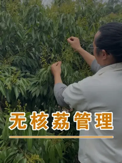 对于无核荔我是这样管理的#广西灵山荔枝果苗#农业创业#抖音新农人计划2025#吕老师种果苗