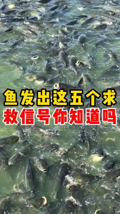 鱼发出这五个求救信号你知道吗##水产养殖 #高密度养殖 #养鱼 #养殖技巧##养殖人加油  @抖加🔥上热门🔥dou+🔥热点宝  @抖加🔥上热门🔥dou+🔥热点宝 