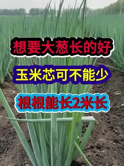 想要大葱长的好玉米芯可不能少根根能长两米长 #大葱种植 #农业种植 #种植小技巧 #三农 #分享农业知识帮农民增产增收